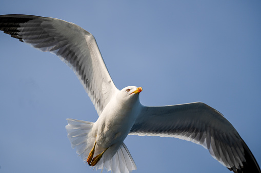 Close up of Seagull, sea bird flying with clean blue sky in background.