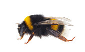 Buff-tailed bumblebee isolated on white background, Bombus terrestris