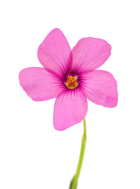 istock Pink-sorrel flower isolated on white background, Oxalis articulata 1514876268