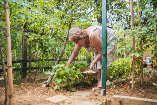 istock Picking ripe veggies from my bio garden 1514885212