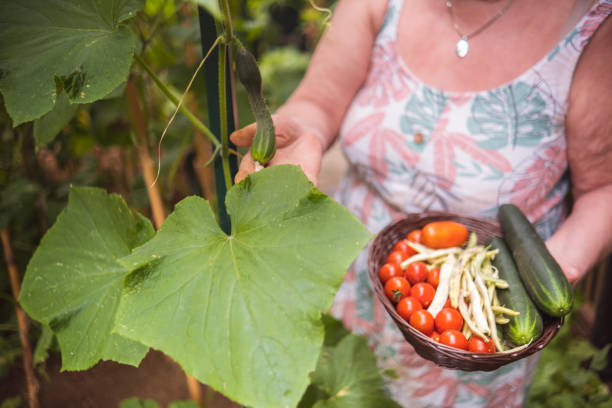 Senior woman with a basket of freshly picked veggies from her garden