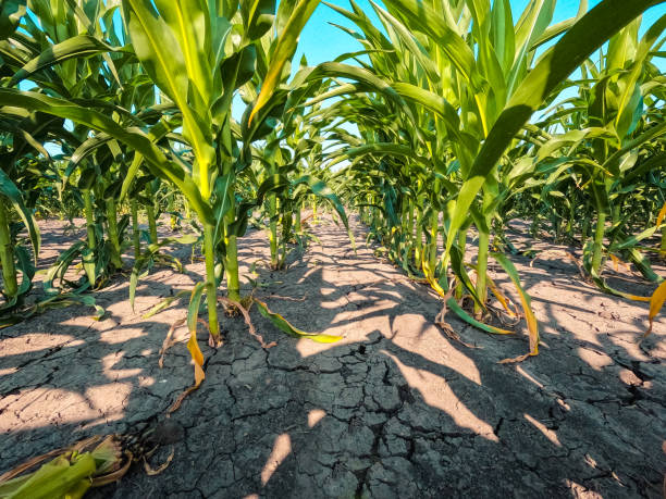 condizioni di siccità in un campo di mais - corn crop corn spring field foto e immagini stock