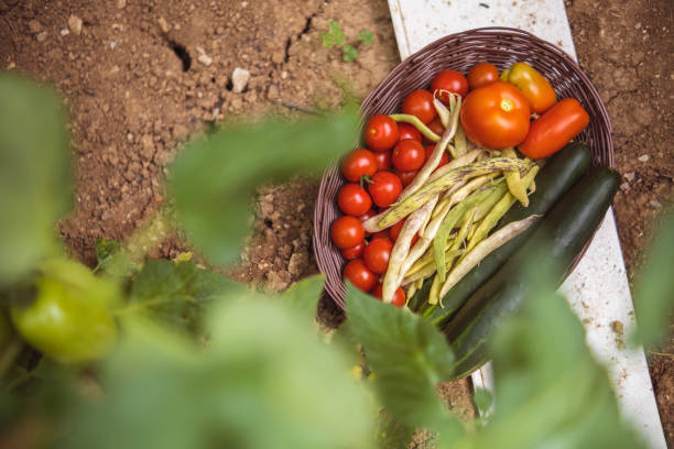 Cherry tomatoes, cucumber and beans freshly picked in the basket