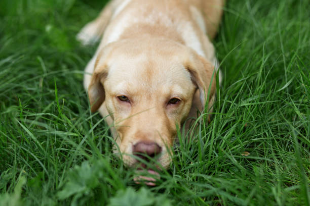 Yellow Labrador retriever waiting for master. Sad dog expression, abandoned puppy.