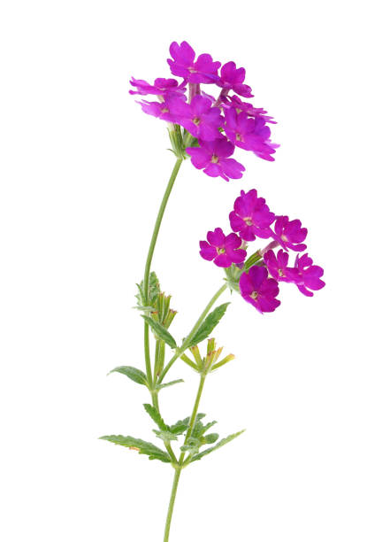 Verbena rigida, known as slender vervain or tuberous vervain, is a flowering herbaceous perennial plant in the family Verbenaceae.