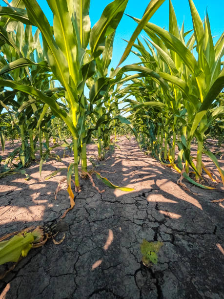 condizioni di siccità in un campo di mais - corn crop corn spring field foto e immagini stock