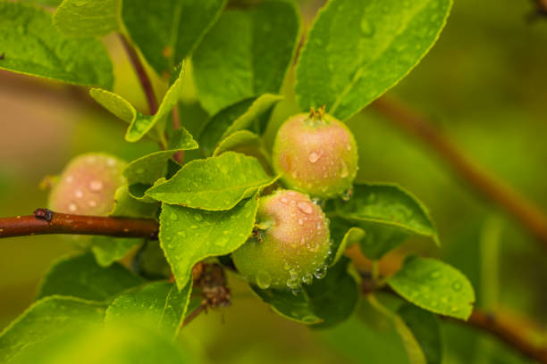 istock Beautiful view of apple tree branch with small young apples  covered with rain drops. 1514923364