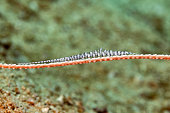 Elongated Shape, Saw Blade Shrimp Tozeuma armatum, Triton Bay, Kaimana Regency, Indonesia