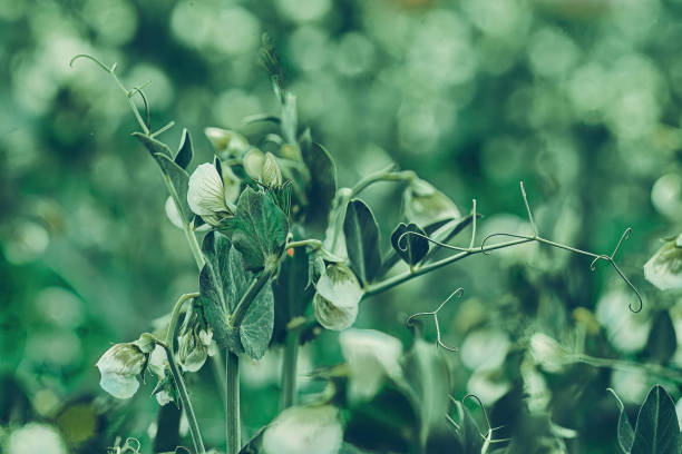 This mesmerizing photograph captures the solitary beauty of a single blooming pea plant. With a close-up composition, the image unveils the intricate details of its delicate petals and the tender vibrancy of its blossoms. Against a backdrop of lush green foliage, this solitary plant stands as a testament to the resilience and elegance of nature's creations. The photograph invites viewers to immerse themselves in the intricate world of a single pea plant, marveling at its exquisite form and the fleeting beauty of its blooming moment.