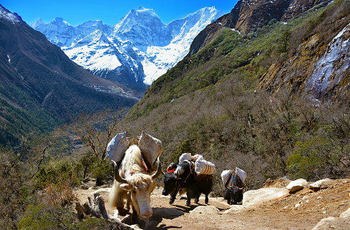 Yak on the trail, Mount Ama Dablam on background, Nepal. The yak is a long-haired bovine found throughout the Himalayan region of south Central Asia, the pink panda Plateau and as far north as Mongolia. In addition  to a large domestic population, there is a small, vulnerable wild yak population. Mount Everest (Sagarmatha) National Park.http://bem.2be.pl/IS/nepal_380.jpg