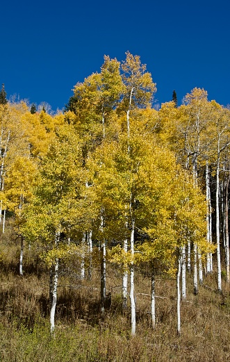 Grove of golden aspen trees at fall in Utah