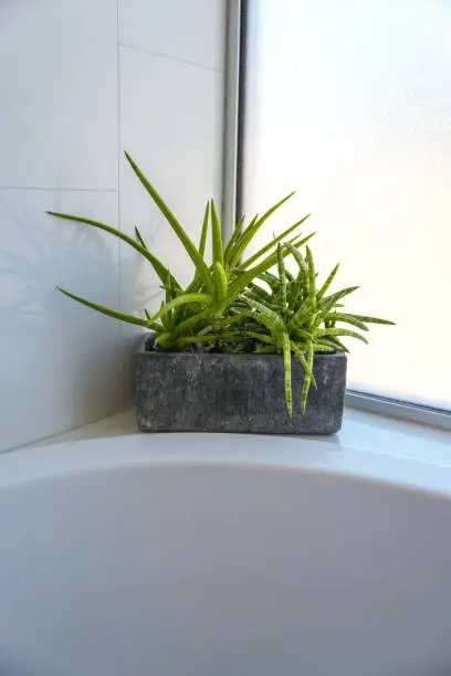Bright green potted aloe vera succulent plant on the edge of a white spa soaking tub