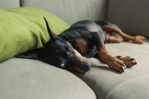 A miniature pinscher sleeps on a sofa on a green pillow on a soft beige background, a portrait of a dog. The dog is resting. The dog is tired and sleeping