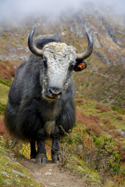 istock Big yak standing on the trail in himalayan mountains 1514955576