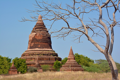 Beautiful ancient stupa with picturesque tree on the foreground. Bagan archaeological zone, Myanmar.