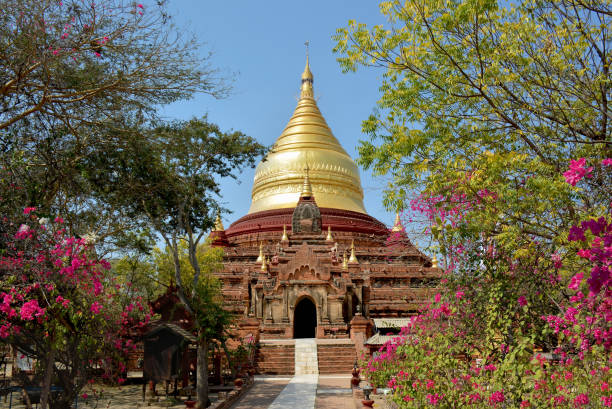 piękny widok na złotą pagodę dhammayazika i kwitnące drzewa w bagan w birmie - pagoda bagan tourism paya zdjęcia i obrazy z banku zdjęć