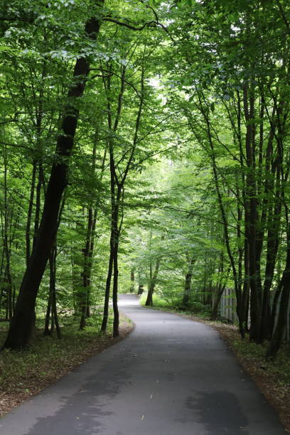 istock The road in the forest. Summer landscape. 1514959200