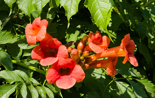 Beautiful red flowers of the trumpet vine or trumpet creeper Campsis radicans. Campsis Flamenco bright orange flowers winding over the fence in greenery. Chinese Trumpet Creeper branches