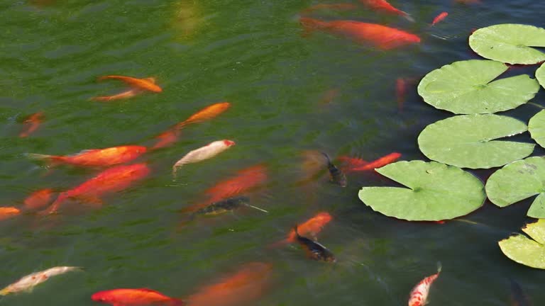 Colorful carp koi fish swimming in a garden pond