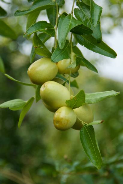istock Unripe Green Jujube Fruit On A Tree In A Garden 1514964993