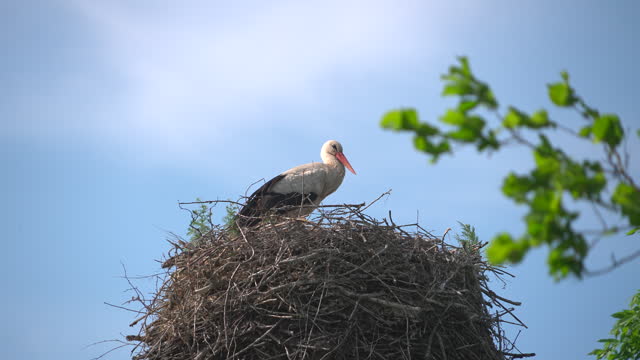 Two storks in their nest on a treetop