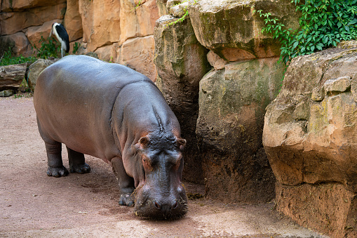A hippopotamus with a lowered head stands near big boulders.
