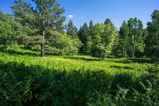 Ferns and various greenery in a forest surround a pleasant meadow
