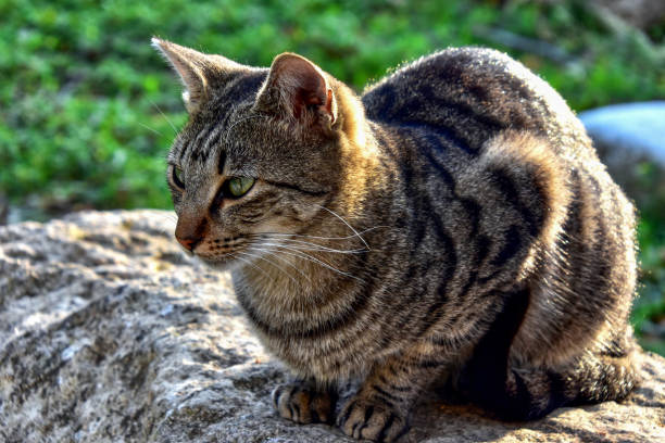 istock Focused cat sitting on ancient stone in Athens 1515035945