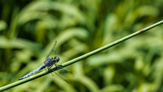 Potrait of an blue dragonfly laid on the steam of grass, near the river