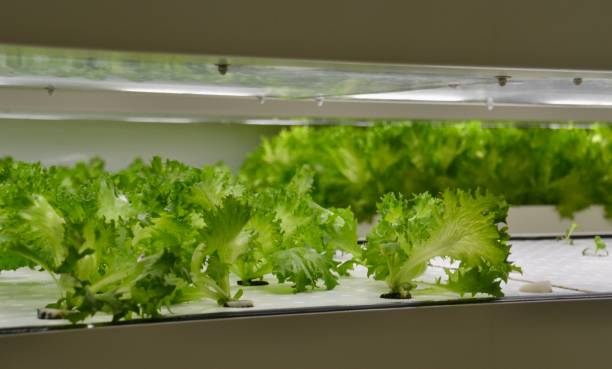istock Iceberg lettuce seedlings growing in a hydroponic farm in Tokyo restaurant 1515057743