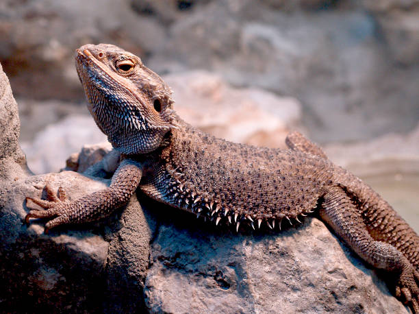 istock Dragon Pogona Vitticeps 1515058271