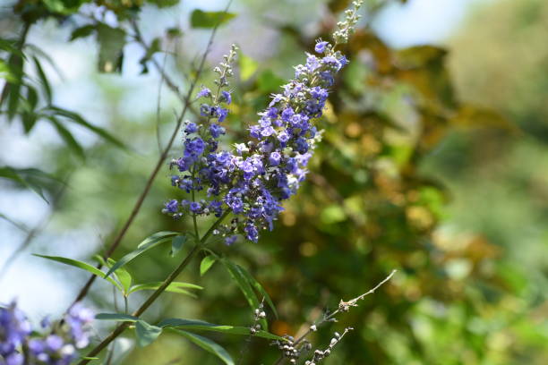 istock Chaste tree ( Vitex agnus-castus ) flowers. Lamiaceae deciduous shrub. 1515080290