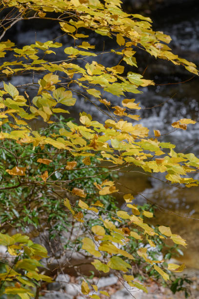 istock Autumn leaves in Hananuki Gorge 1515084847