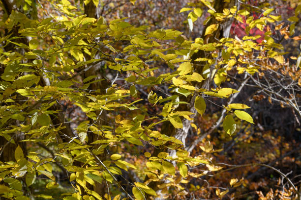 istock Autumn leaves in Hananuki Gorge 1515087401