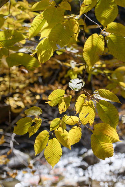 istock Autumn leaves in Hananuki Gorge 1515087721