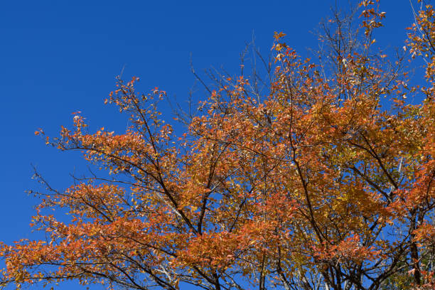 istock Autumn leaves in Hananuki Gorge 1515087915