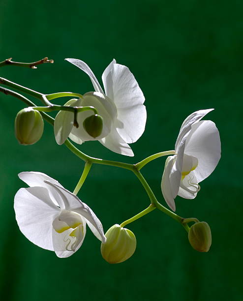 orchidea bianca con boccioli - dendrobium tropical flower front view plant foto e immagini stock
