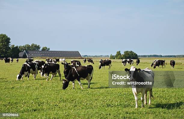 Uma Vaca Em Exploração Curioso - Fotografias de stock e mais imagens de Gado doméstico - Gado doméstico, Países Baixos, Agricultura