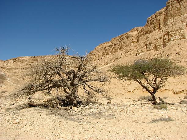 istock Vadi Barak. Negev. Israel 151509927
