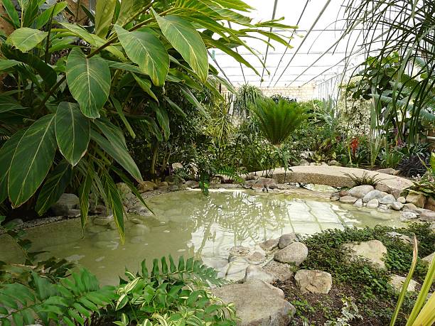 istock Interior Of A Tropical Greenhouse 151510012