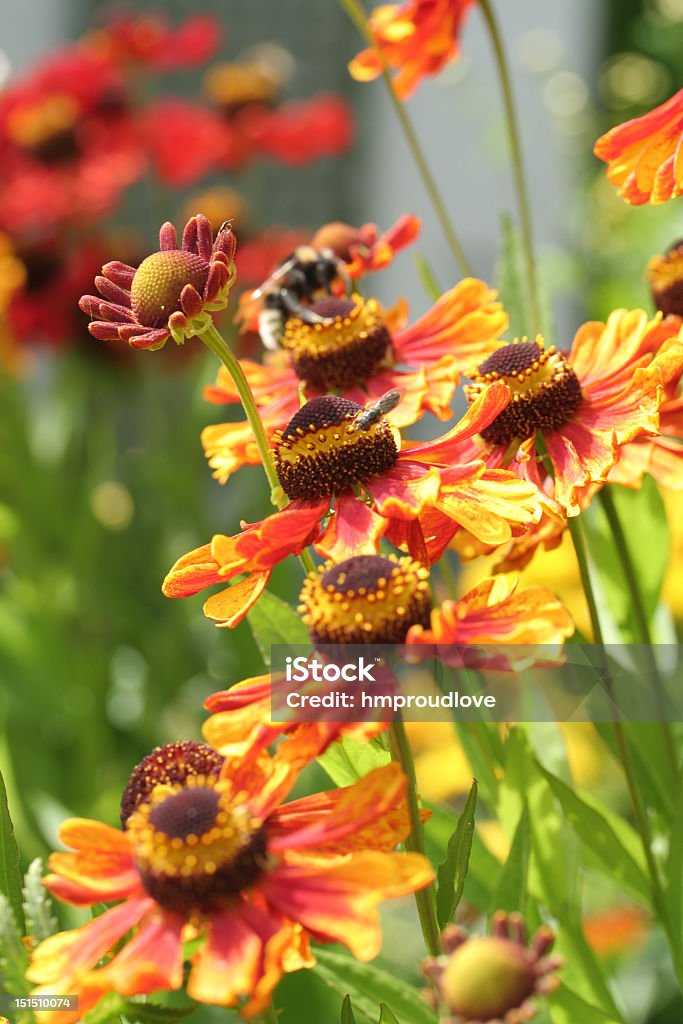 Bright summer flowers red and yellow helenium flowers   with blurred background and foreground Bitterweed Stock Photo