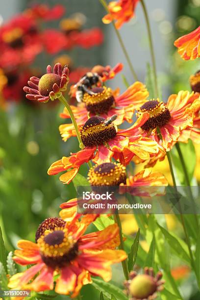 Bright Summer Flowers Stock Photo - Download Image Now - Bitterweed, Color Image, Flower