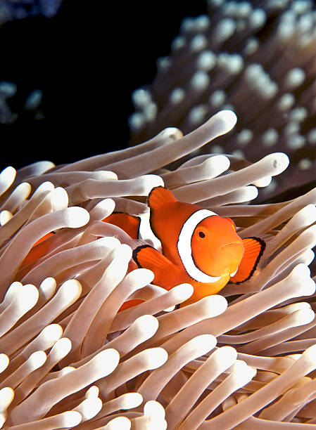 anenomefish - sipadan island - fotografias e filmes do acervo