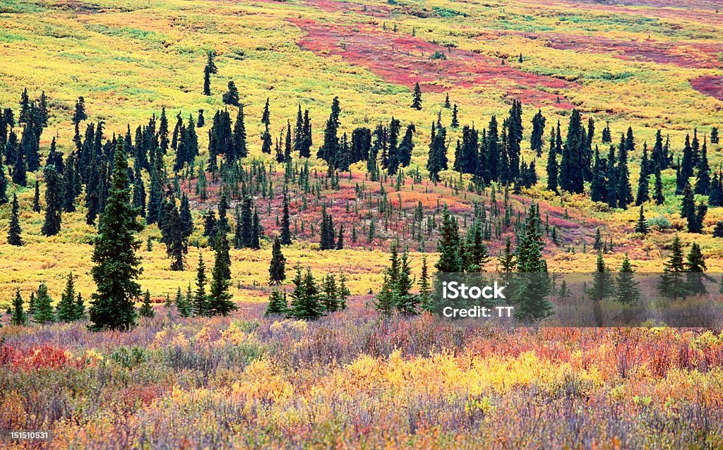 Tundra paesaggio - Foto stock royalty-free di Alaska - Stato USA