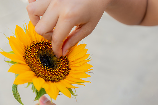 mujer joven, sonriendo y sosteniendo un girasol en un día soleado de primavera en un parque, enfoque selectivo, concepto de alegría, y belleza en primavera. paz, girasoles gigantes y amarillos.