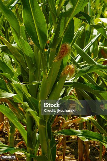 Ears Of Sweet Corn Stock Photo - Download Image Now - Agricultural Field, Agriculture, Cereal Plant