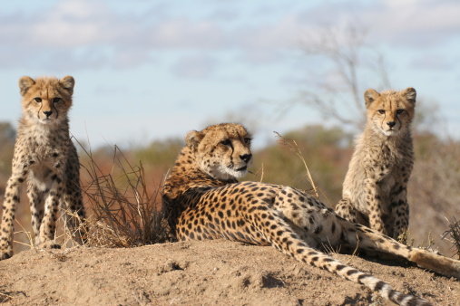 A cheetah with her two cubs staring in same directions. Taken in the Kruger National Park.
