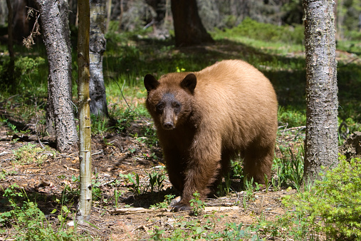 A cinnamon colored American Black Bear taken in New Mexico.