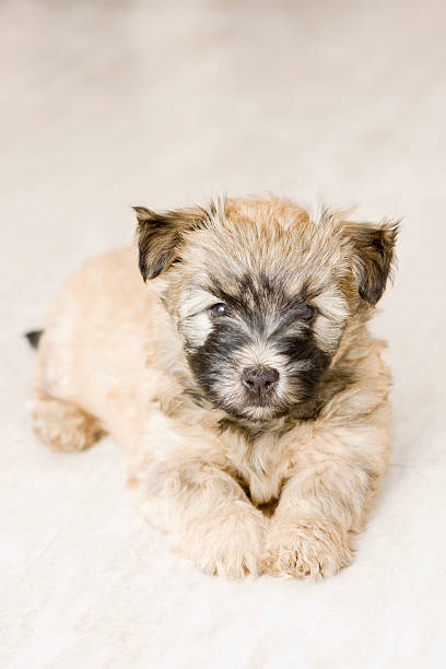 Montón de piedras Terrier de cachorro - foto de stock