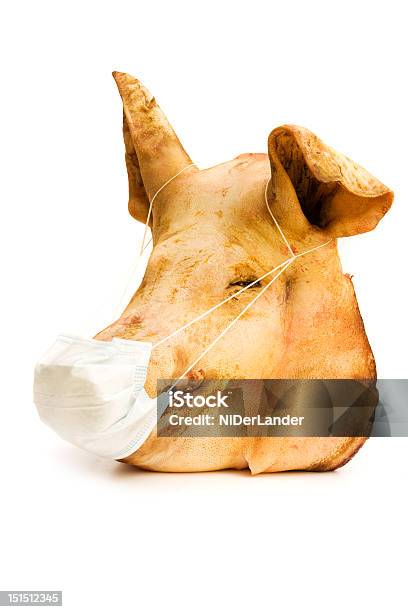 H1n1 Stock Photo - Download Image Now - Animal, Animal Body Part, Animal  Head - iStock